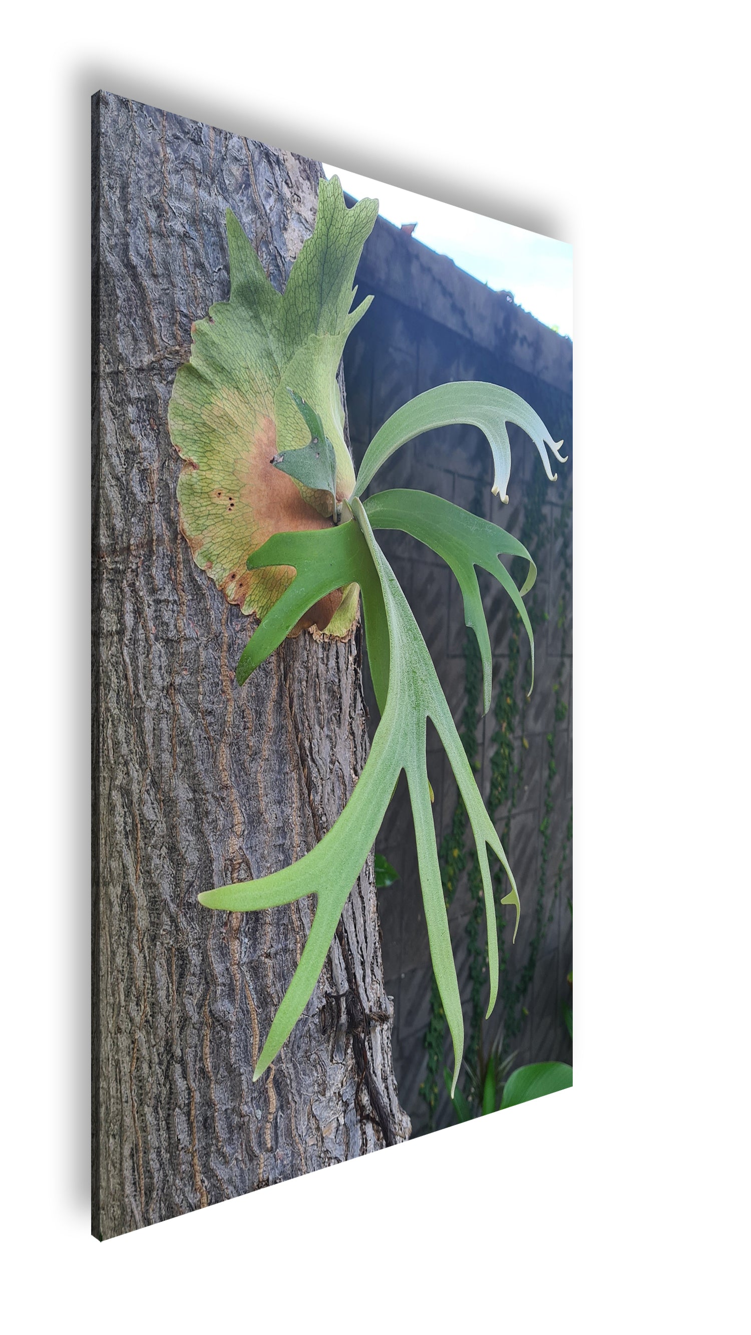 Hauptbild Farbig Standart