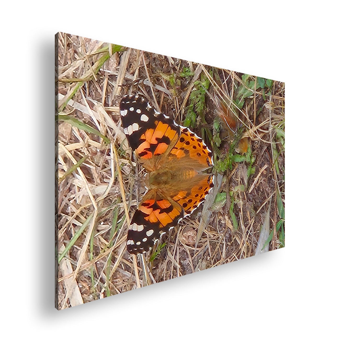 Hauptbild Farbig Standart