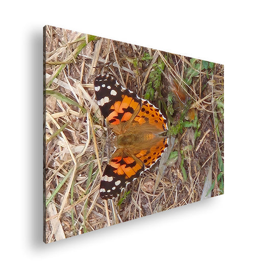 Hauptbild Farbig Standart