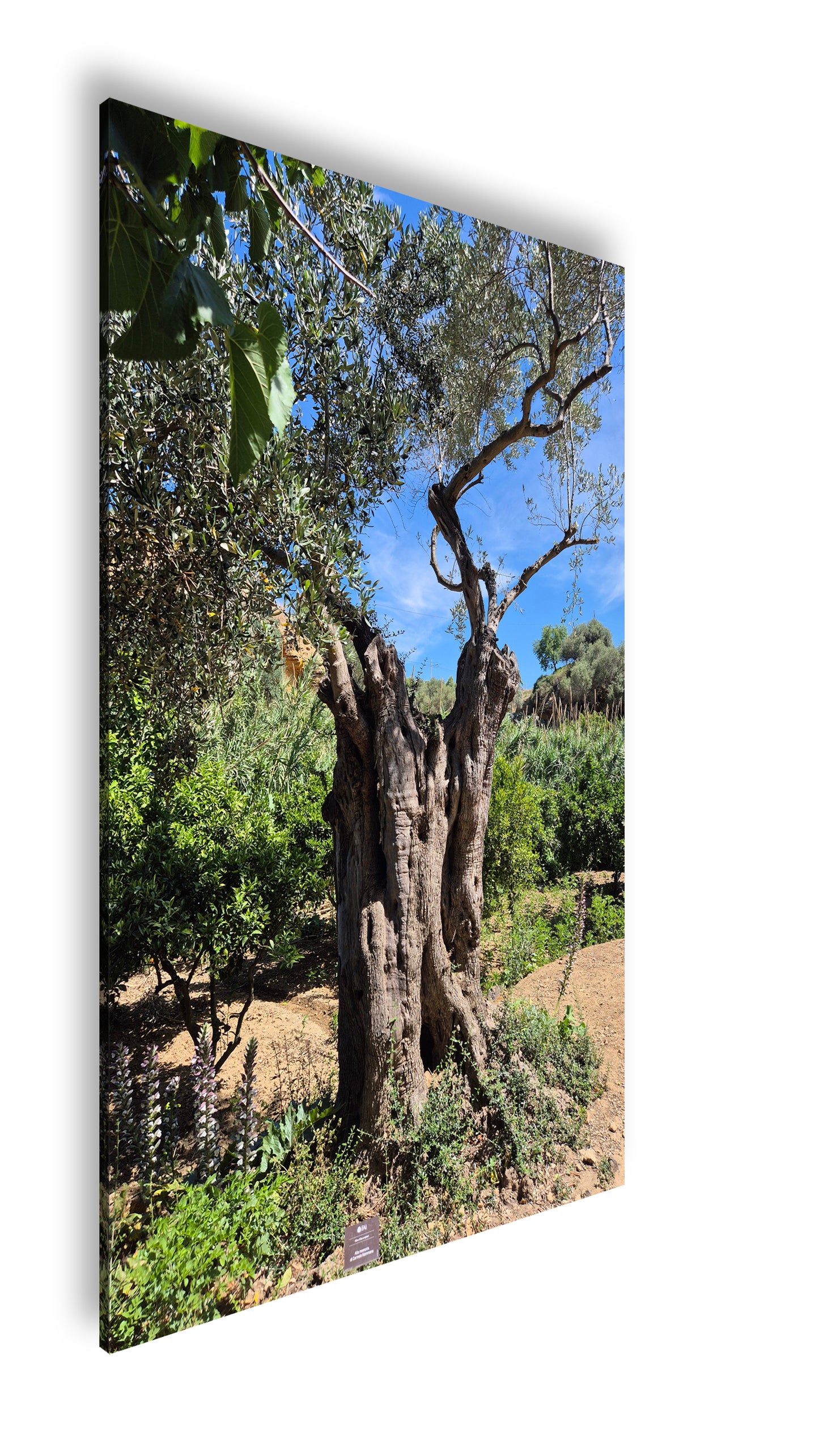 Hauptbild Farbig Standart