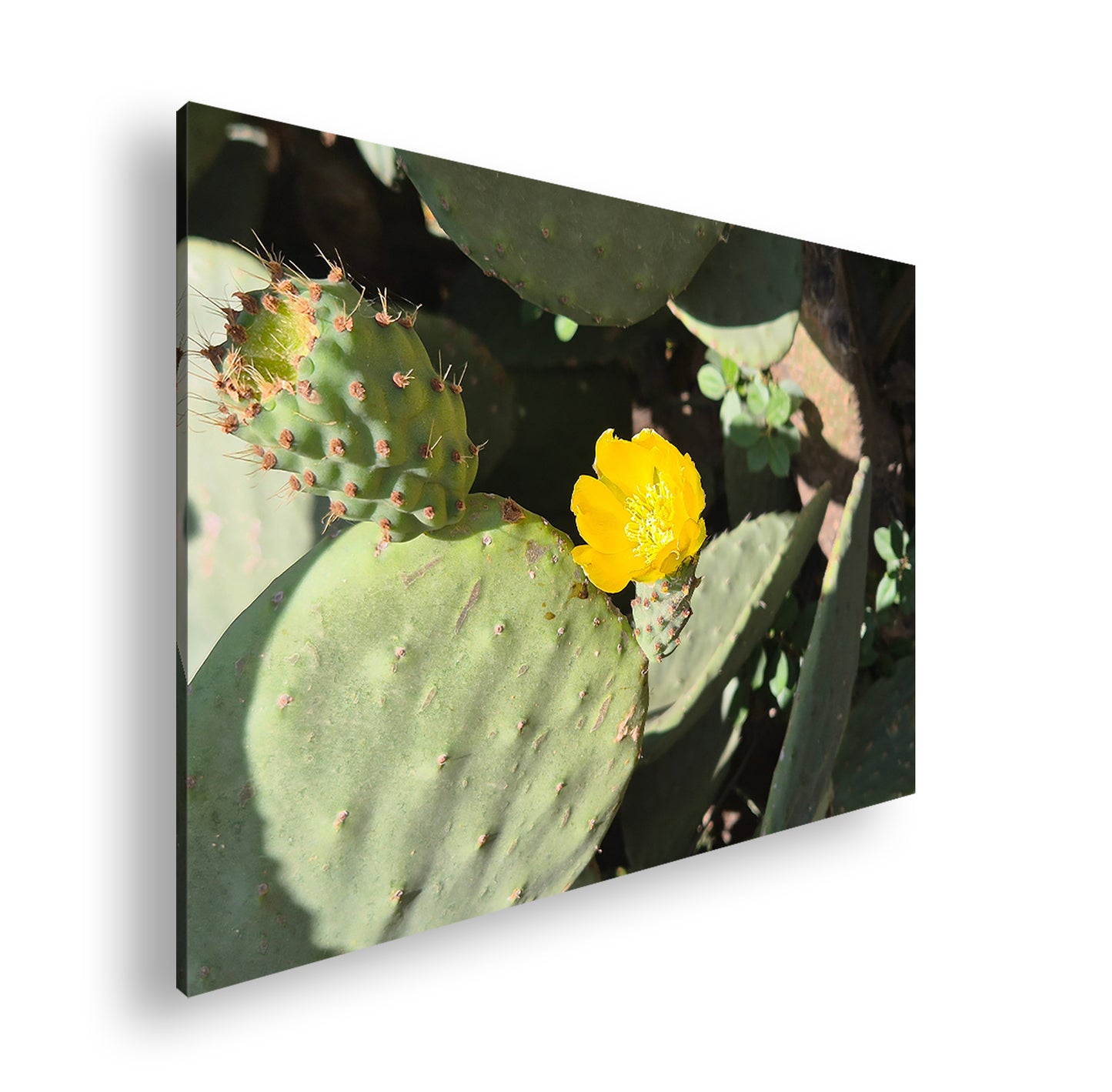 Hauptbild Farbig Standart