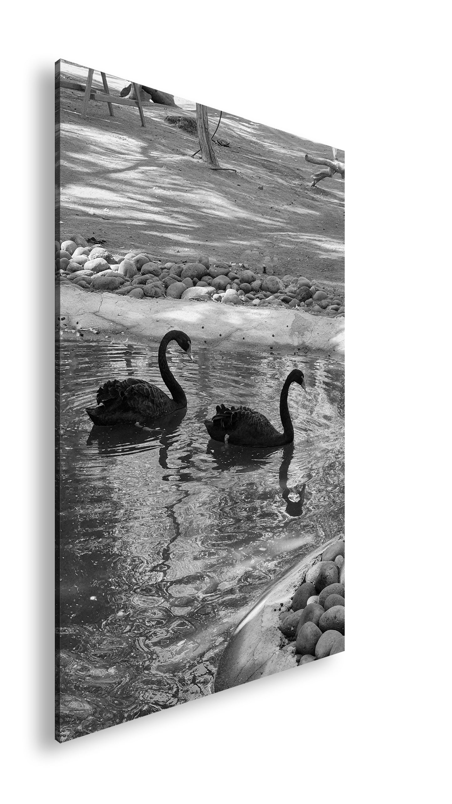 Hauptbild Schwarz & Weiß Standart