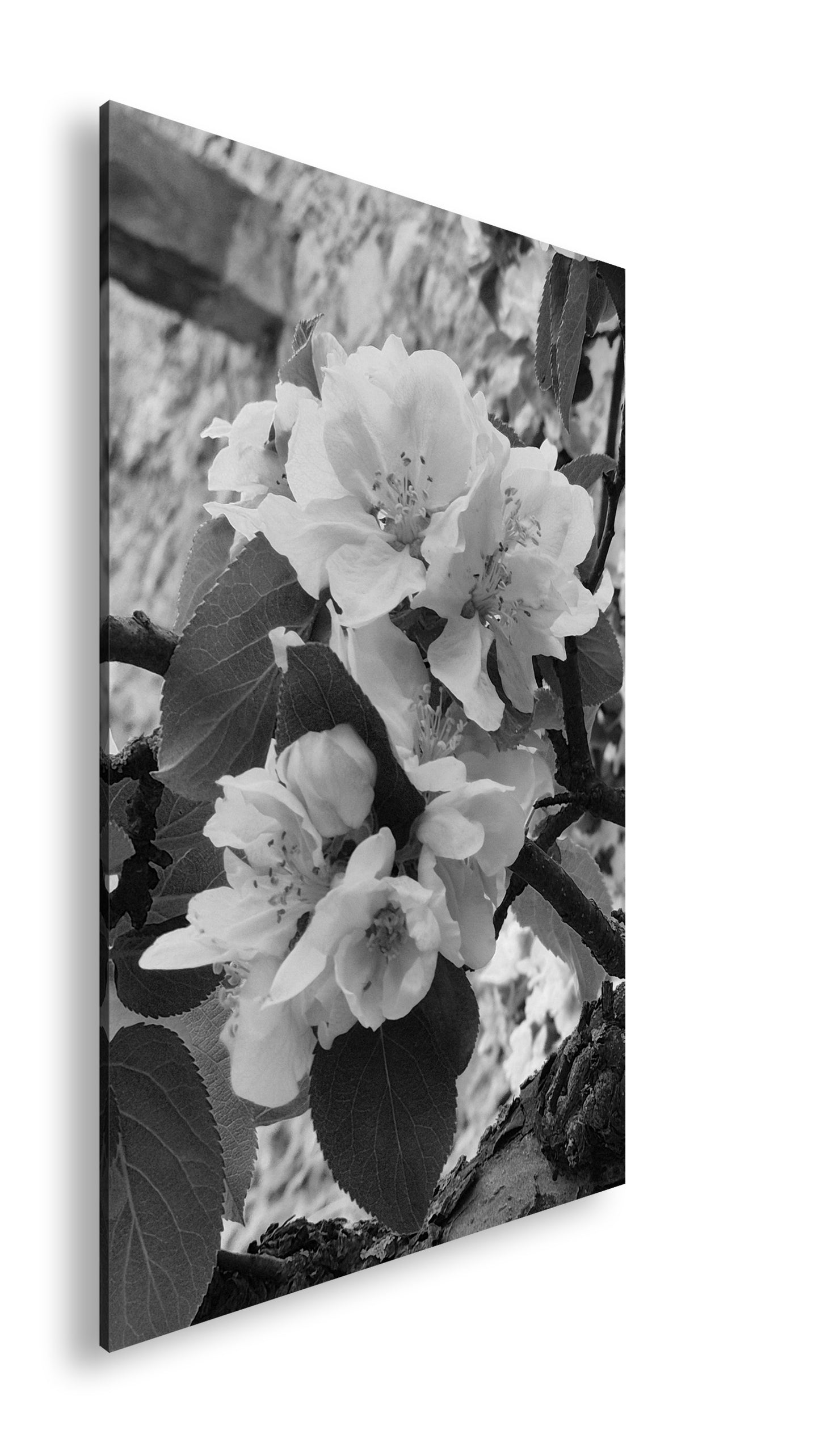 Hauptbild Schwarz & Weiß Standart