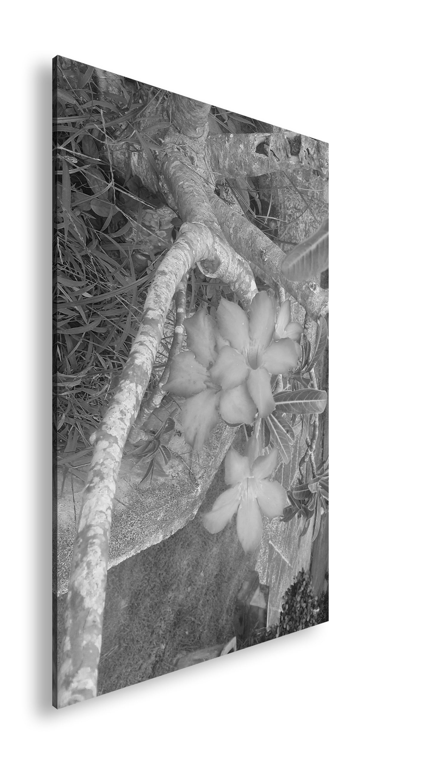 Hauptbild Schwarz & Weiß Standart