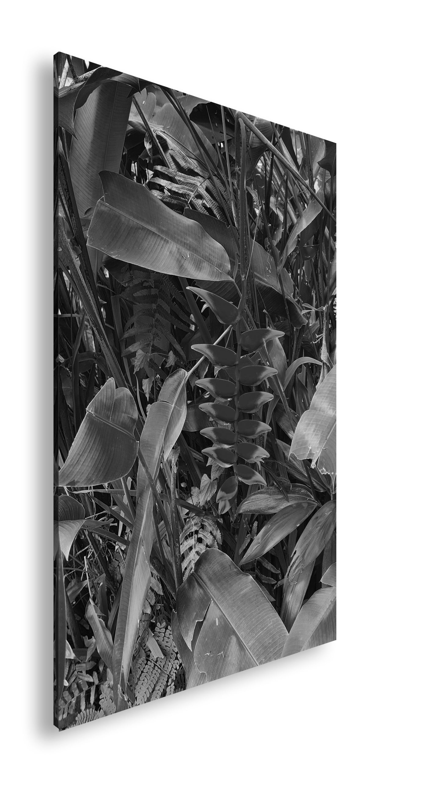 Hauptbild Schwarz & Weiß Standart