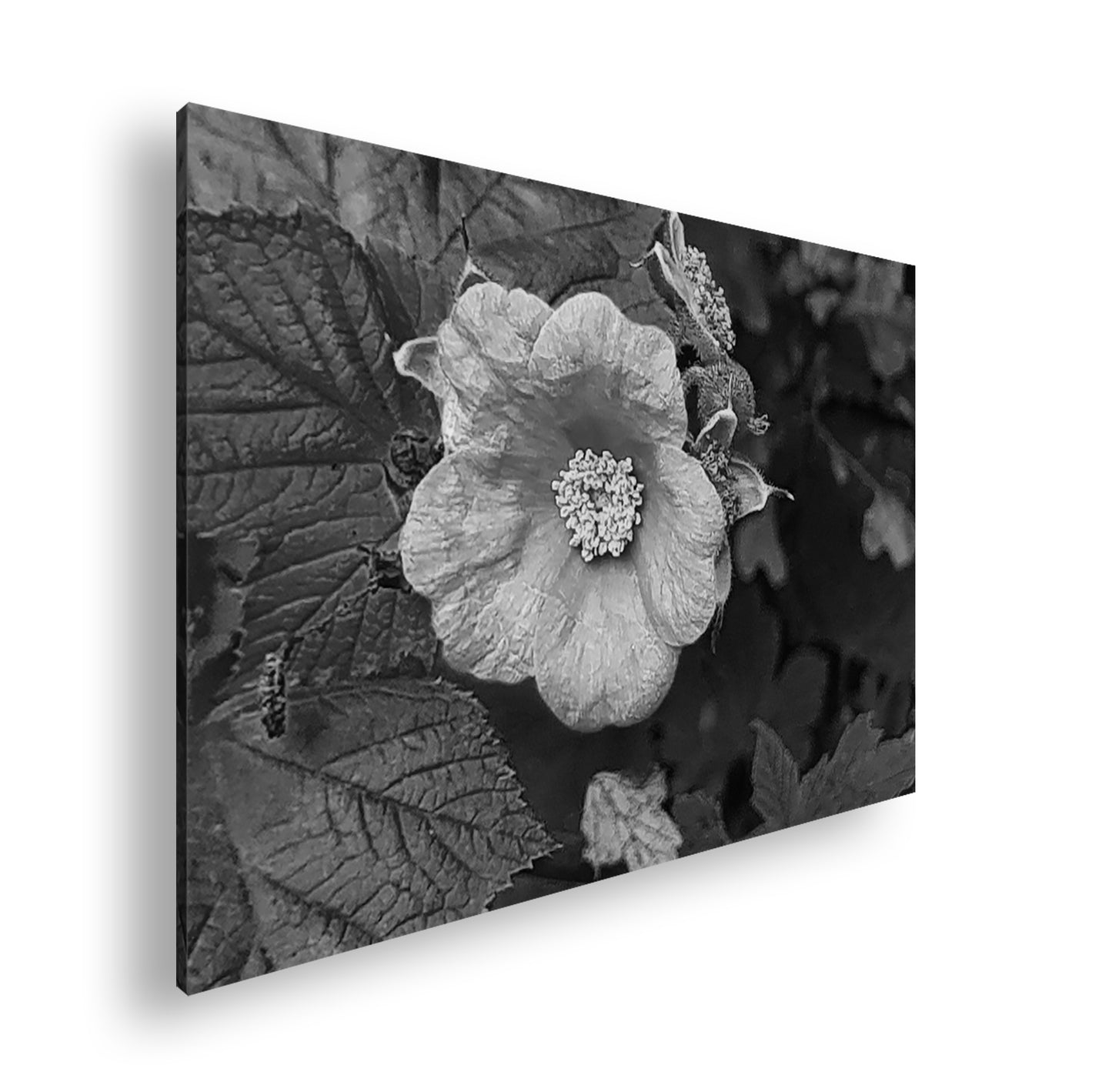 Hauptbild Schwarz & Weiß Standart