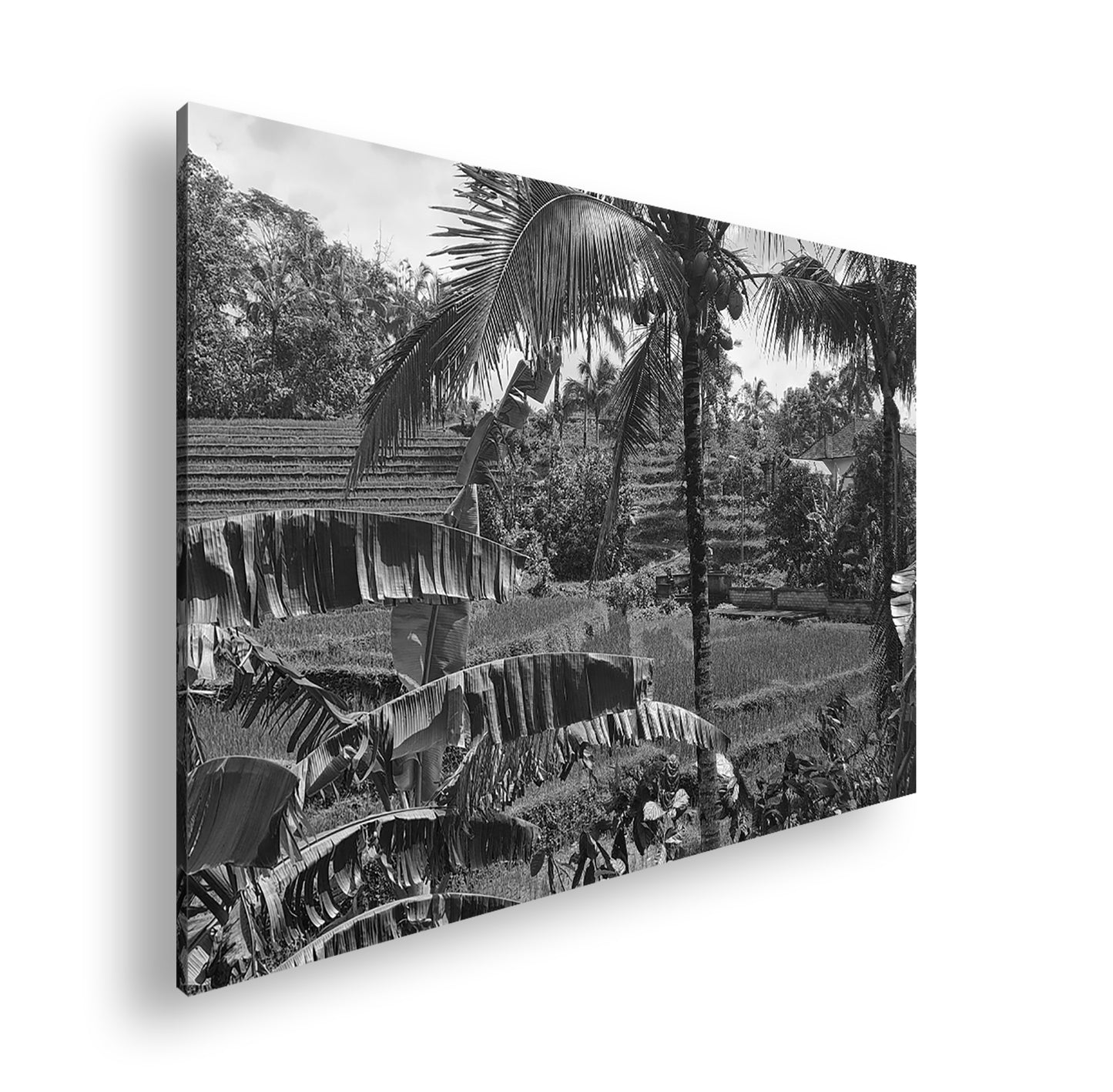 Hauptbild Schwarz & Weiß Standart