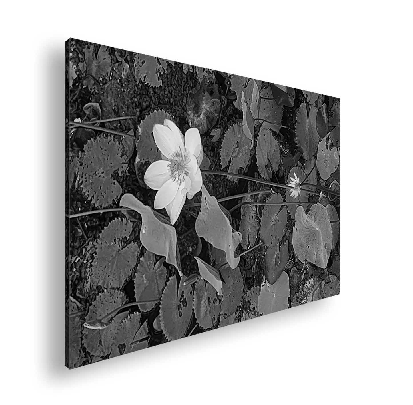 Hauptbild Schwarz & Weiß Standart