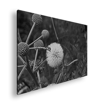 Hauptbild Schwarz & Weiß Standart