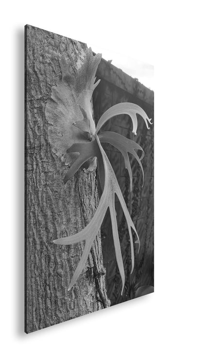 Hauptbild Schwarz & Weiß Standart