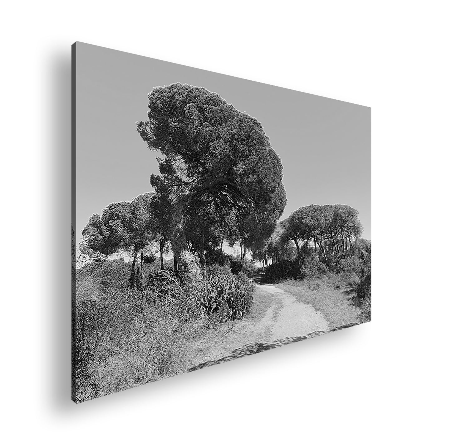 Hauptbild Schwarz & Weiß Standart