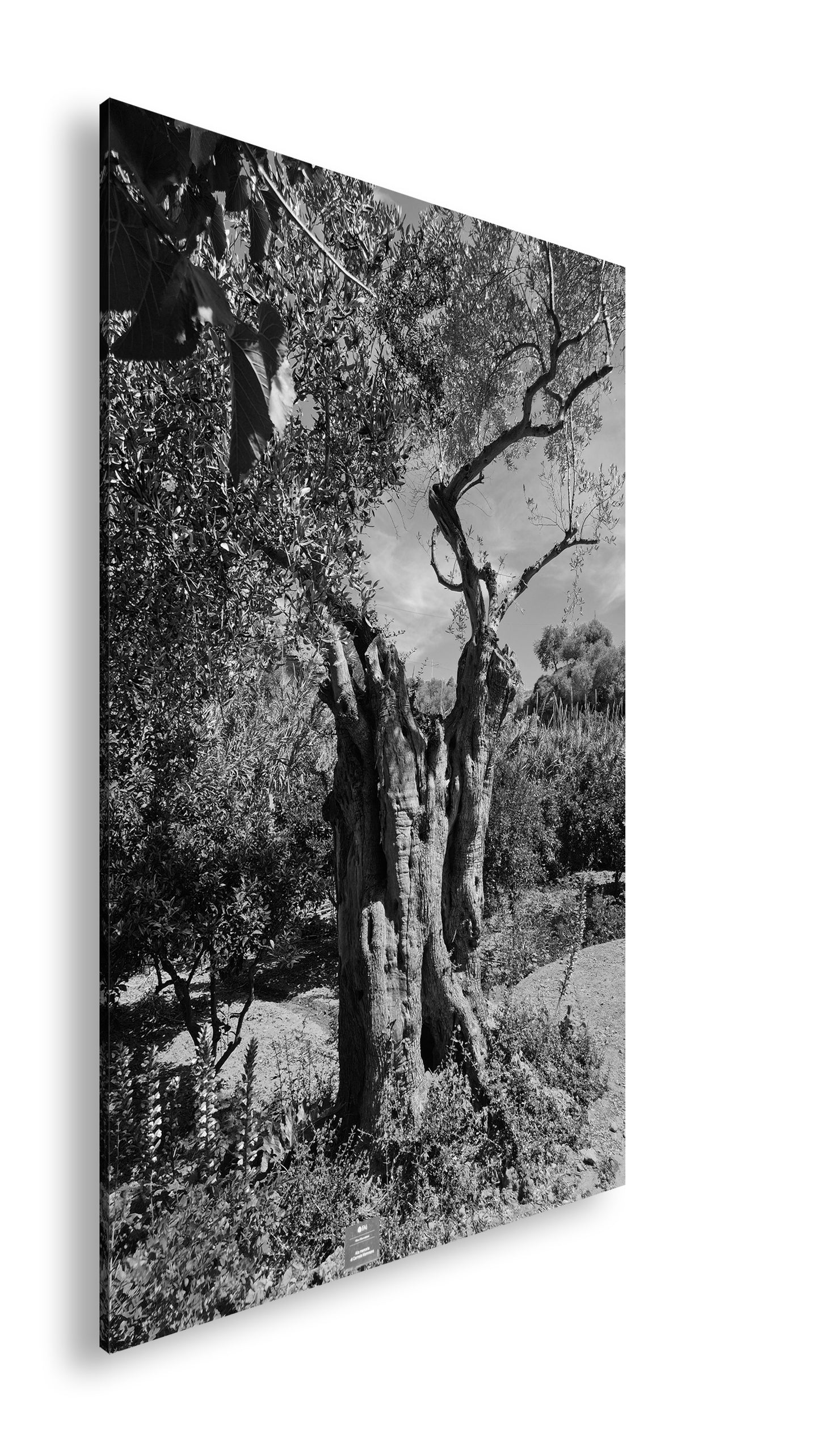 Hauptbild Schwarz & Weiß Standart