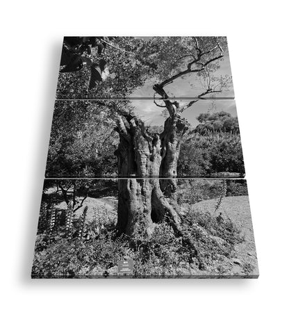 Hauptbild Schwarz & Weiß 3 Teilig