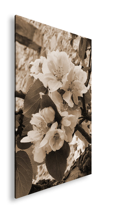 Hauptbild Sepia Standart