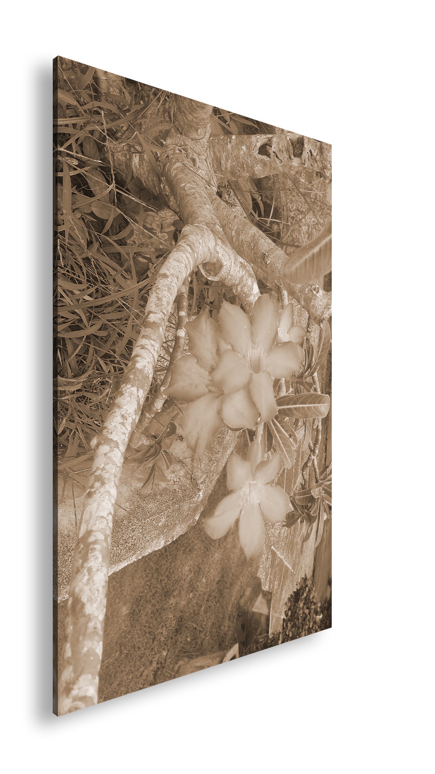 Hauptbild Sepia Standart