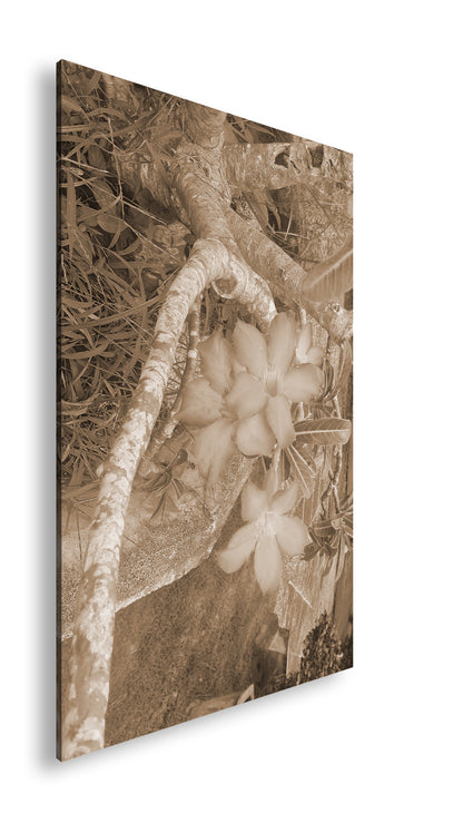 Hauptbild Sepia Standart