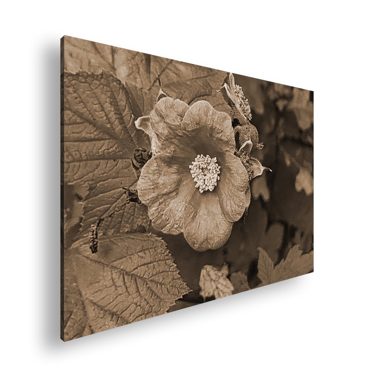 Hauptbild Sepia Standart