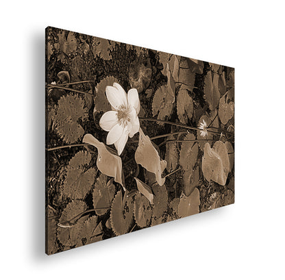 Hauptbild Sepia Standart