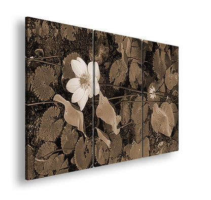 Hauptbild Sepia 3 Teilig