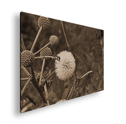 Hauptbild Sepia Standart