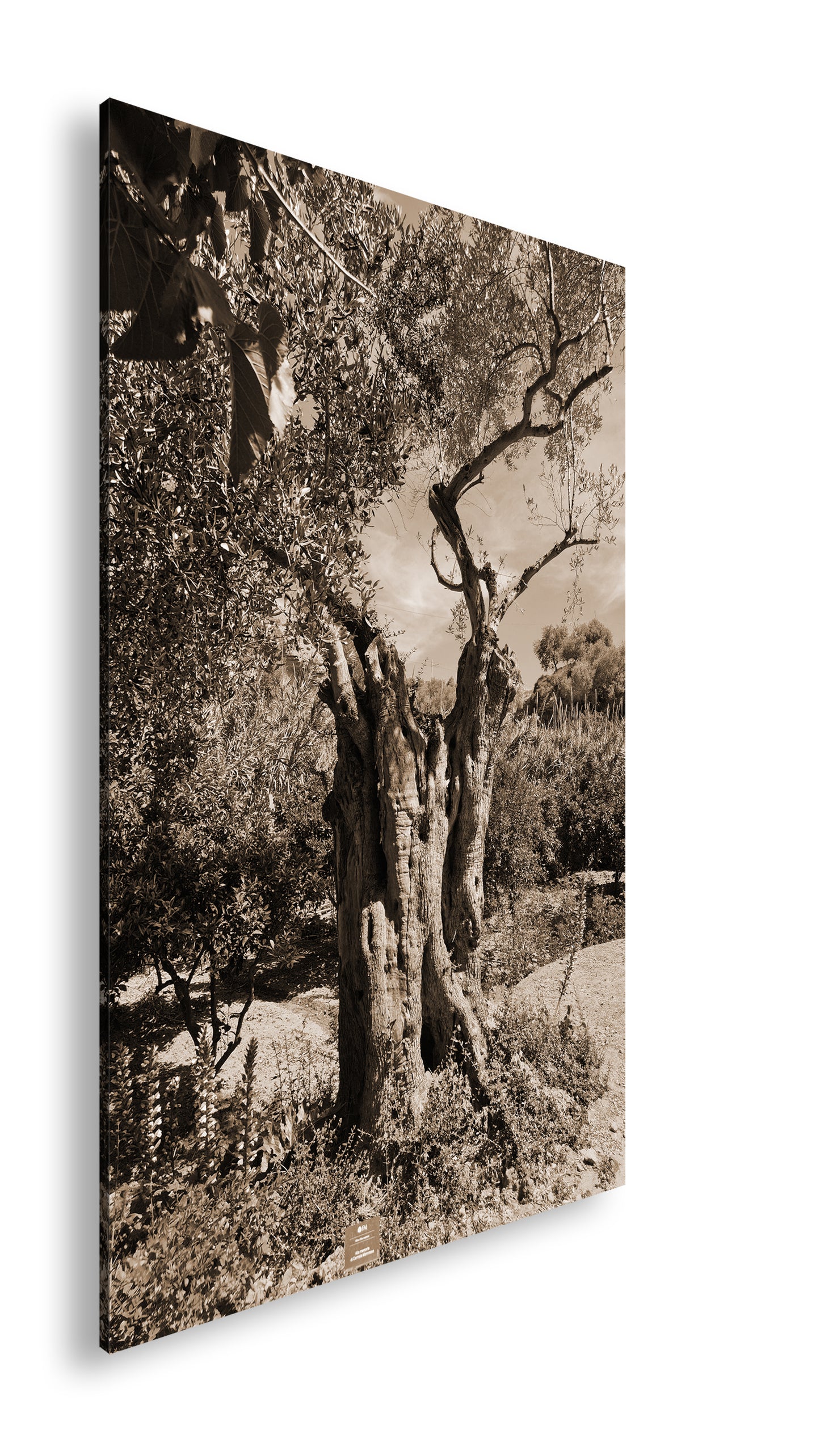 Hauptbild Sepia Standart