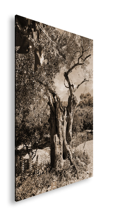 Hauptbild Sepia Standart