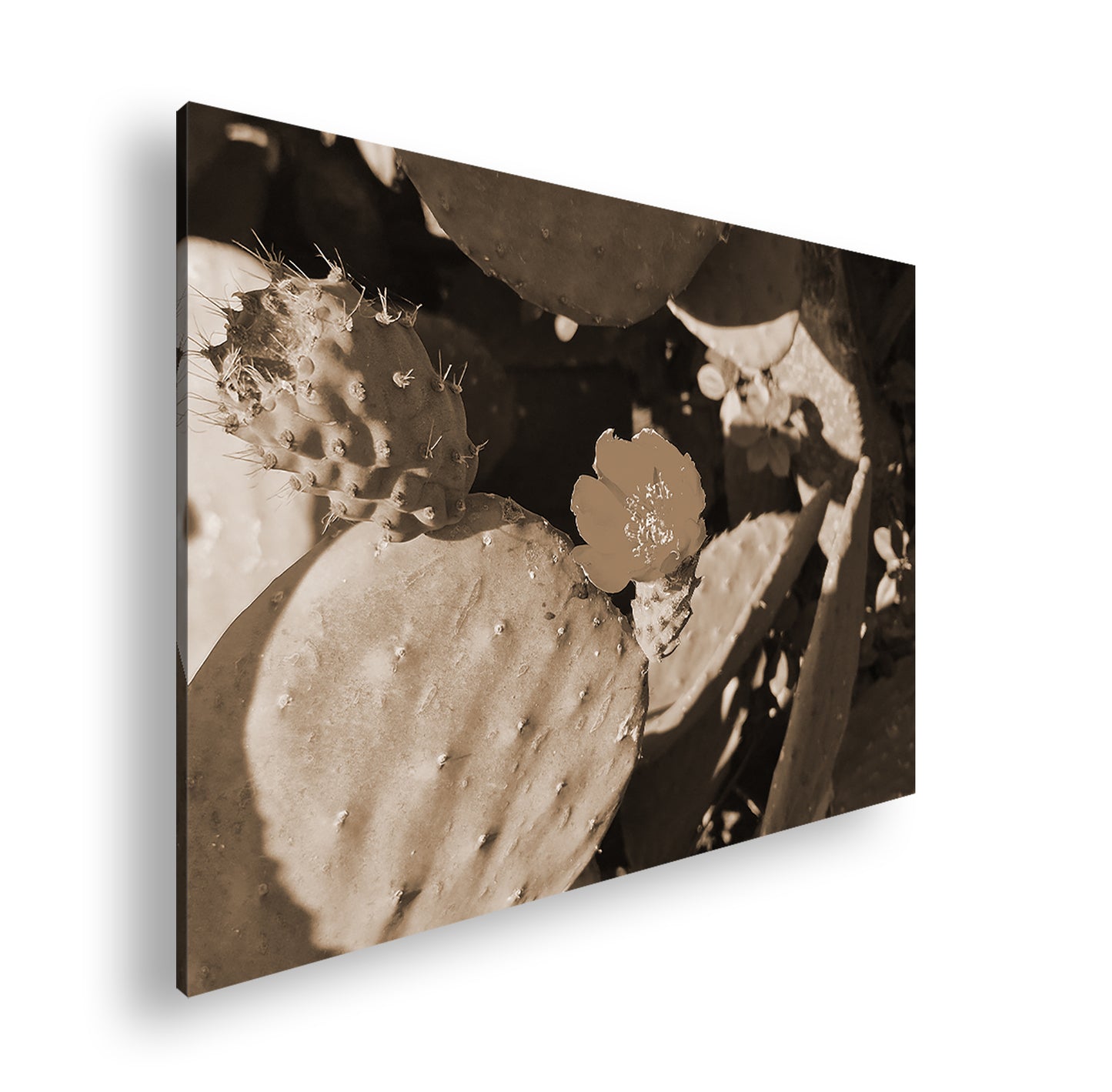 Hauptbild Sepia Standart