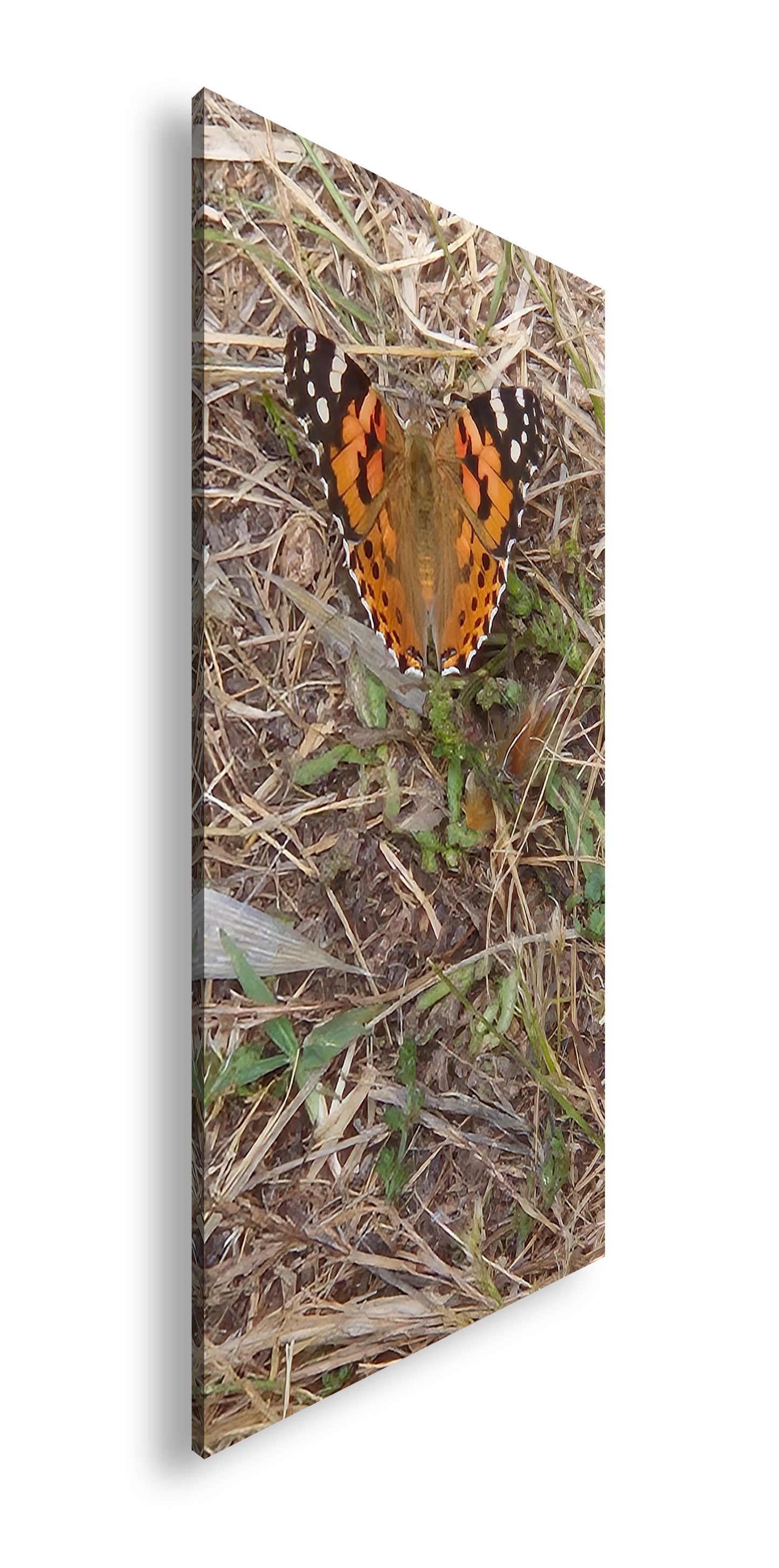 Hauptbild Farbig Panorama