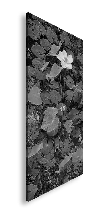 Hauptbild Schwarz & Weiß Panorama