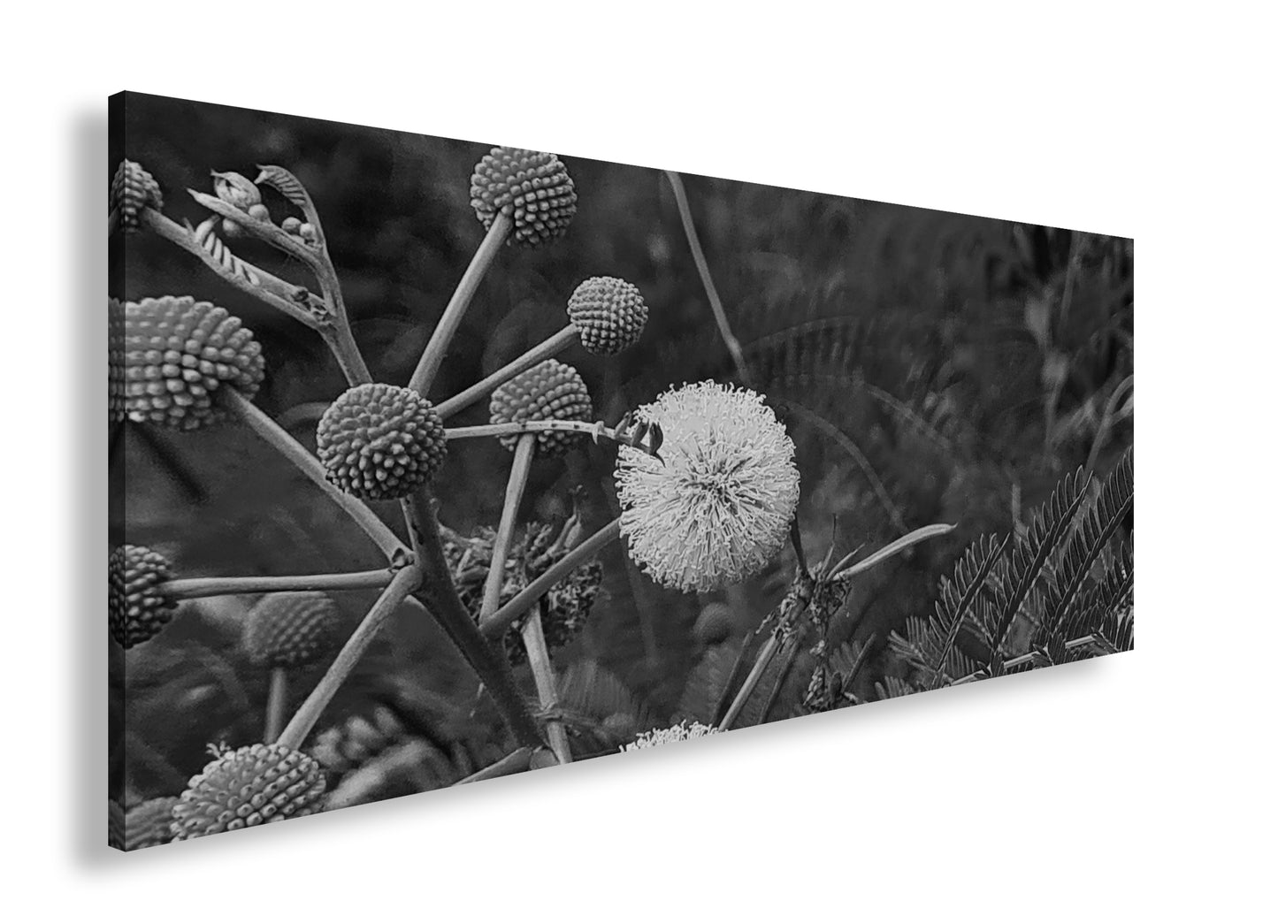 Hauptbild Schwarz & Weiß Panorama