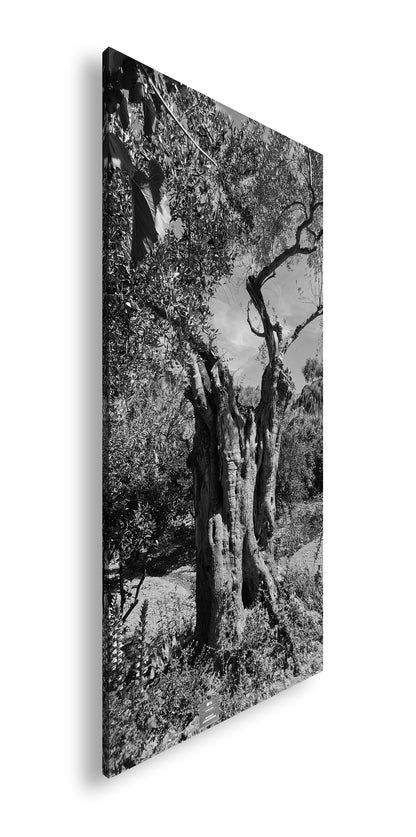 Hauptbild Schwarz & Weiß Panorama