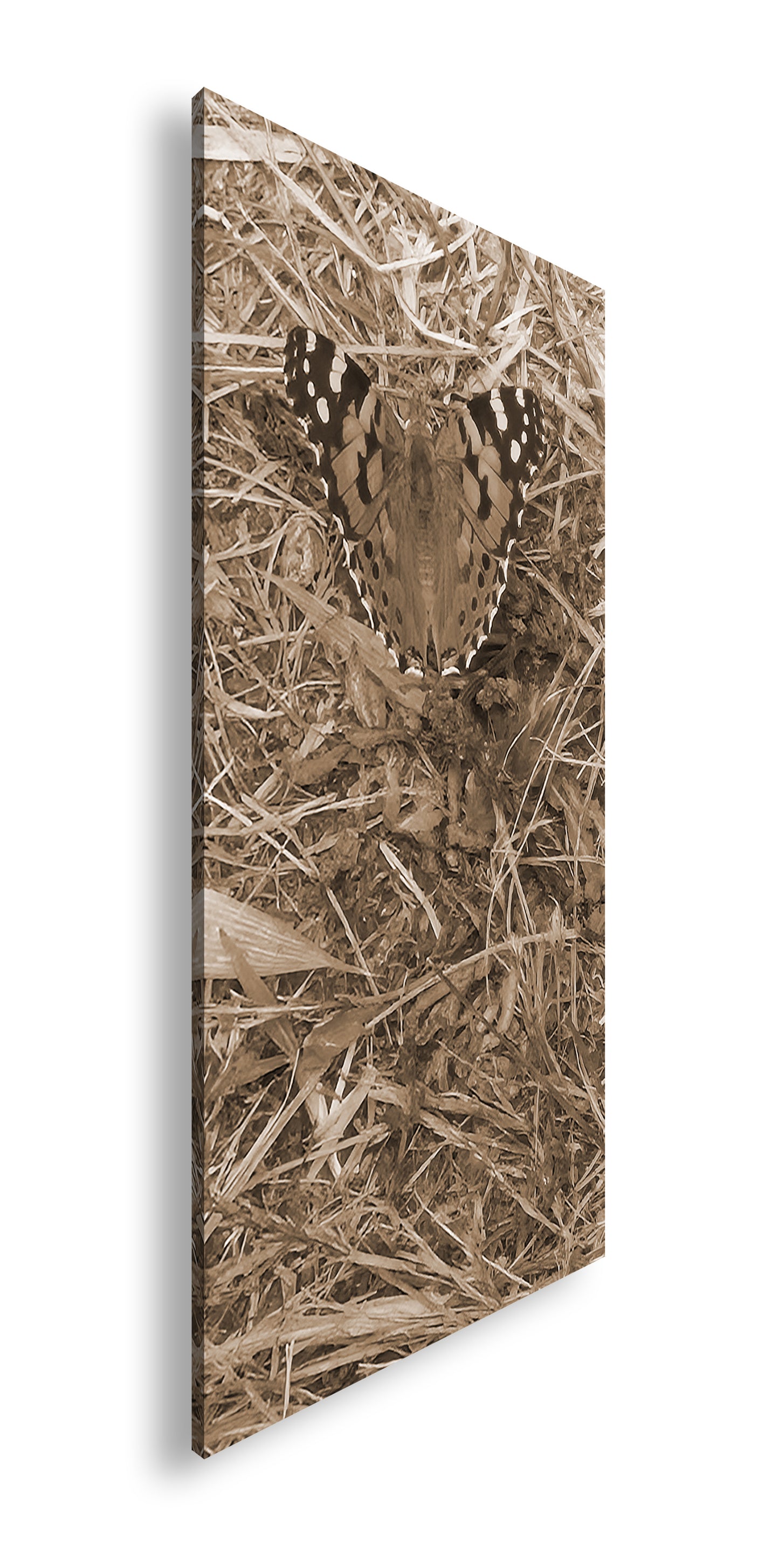 Hauptbild Sepia Panorama