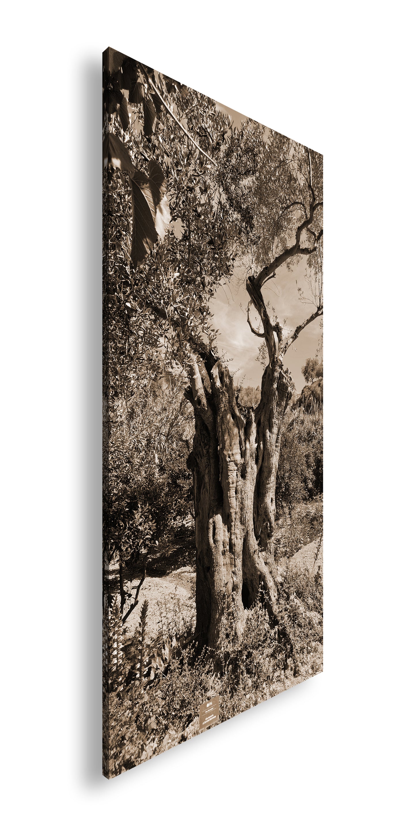 Hauptbild Sepia Panorama