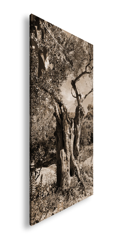 Hauptbild Sepia Panorama