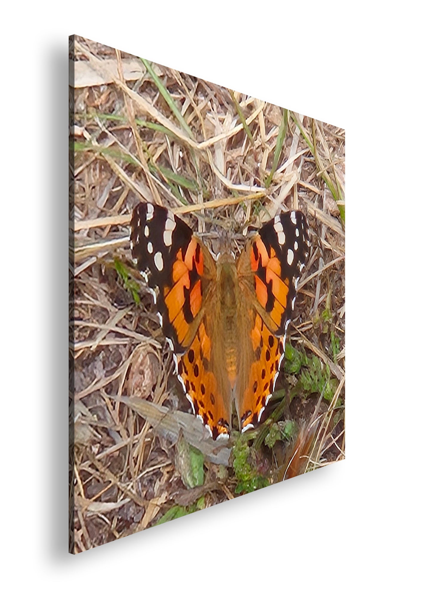 Hauptbild Farbig Quadratisch