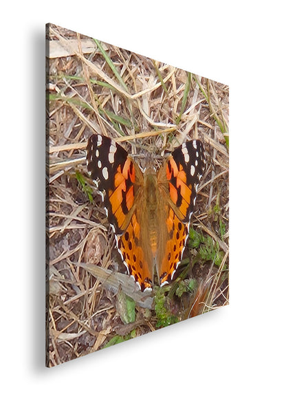 Hauptbild Farbig Quadratisch