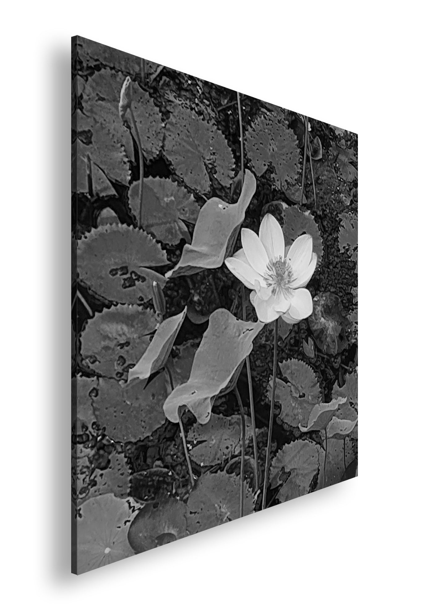 Hauptbild Schwarz & Weiß Quadratisch