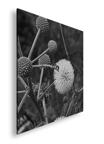 Hauptbild Schwarz & Weiß Quadratisch