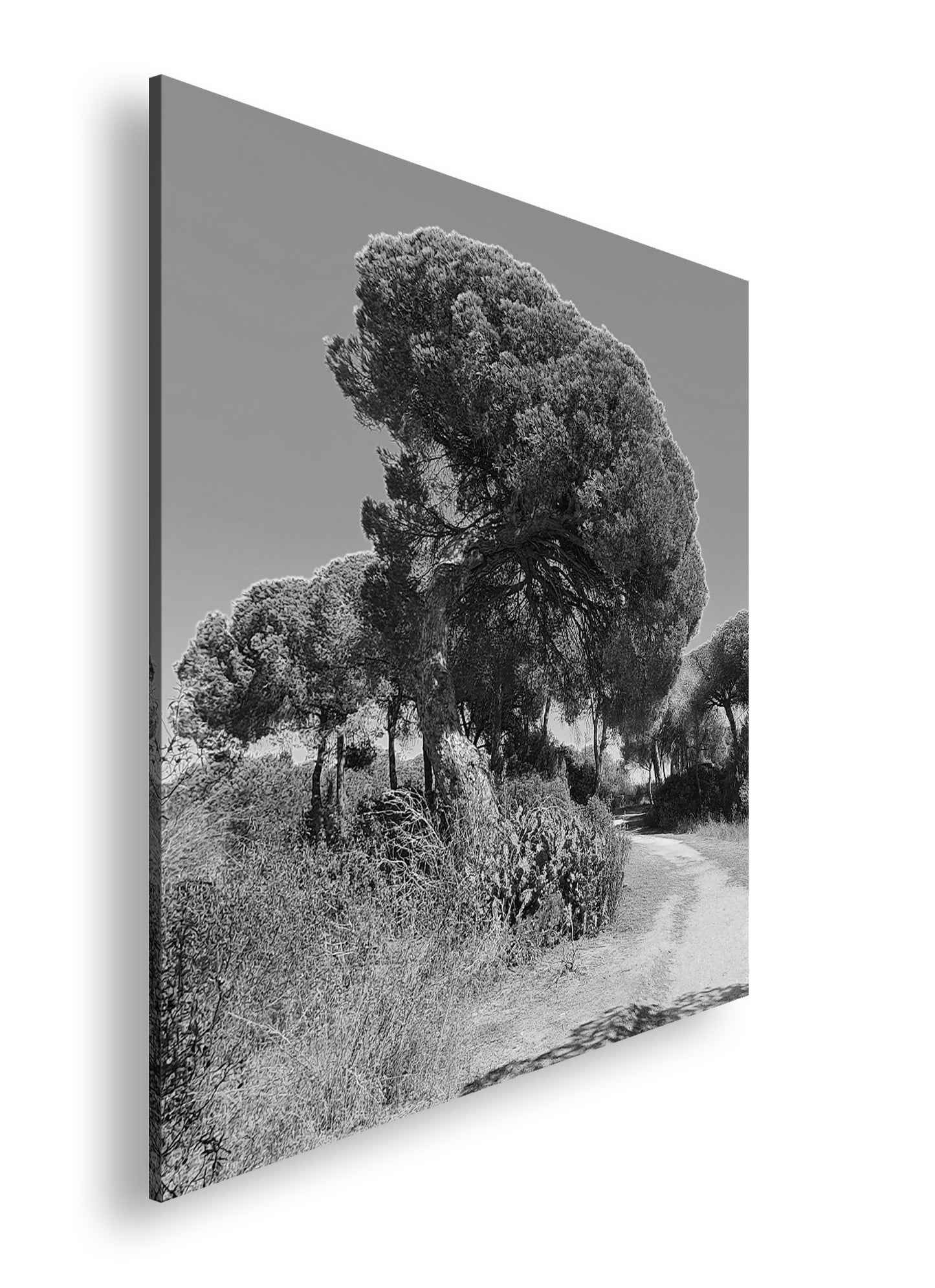 Hauptbild Schwarz & Weiß Quadratisch