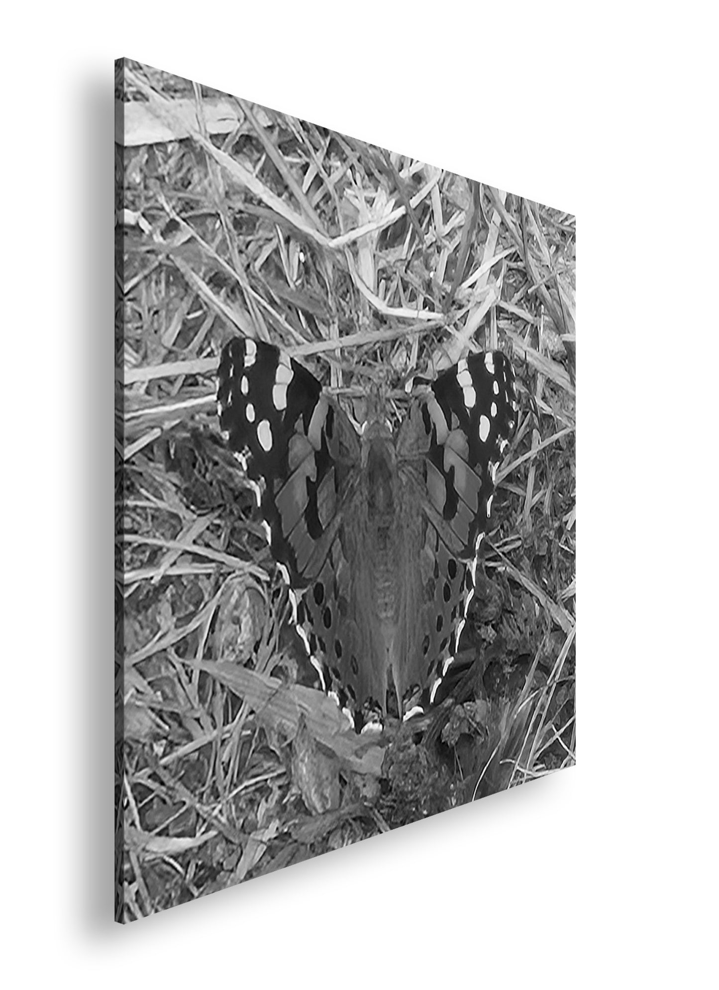 Hauptbild Schwarz & Weiß Quadratisch