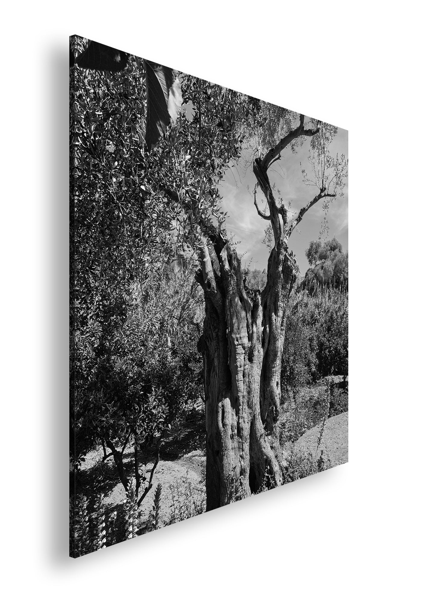 Hauptbild Schwarz & Weiß Quadratisch