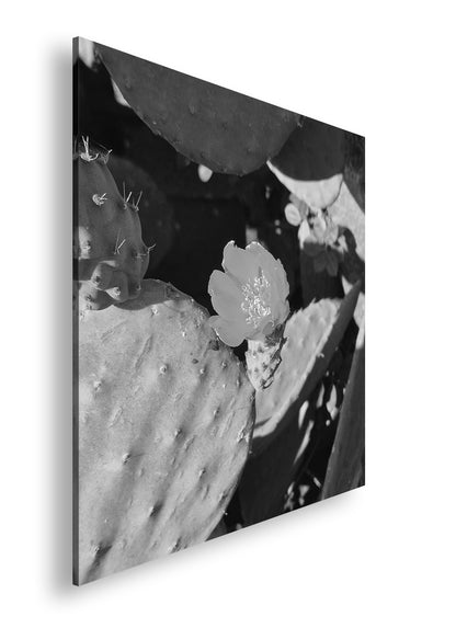 Hauptbild Schwarz & Weiß Quadratisch