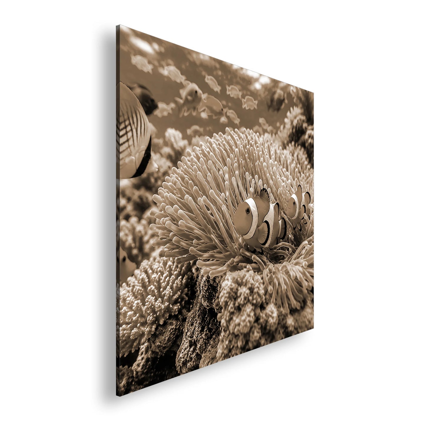 Hauptbild Sepia Quadratisch