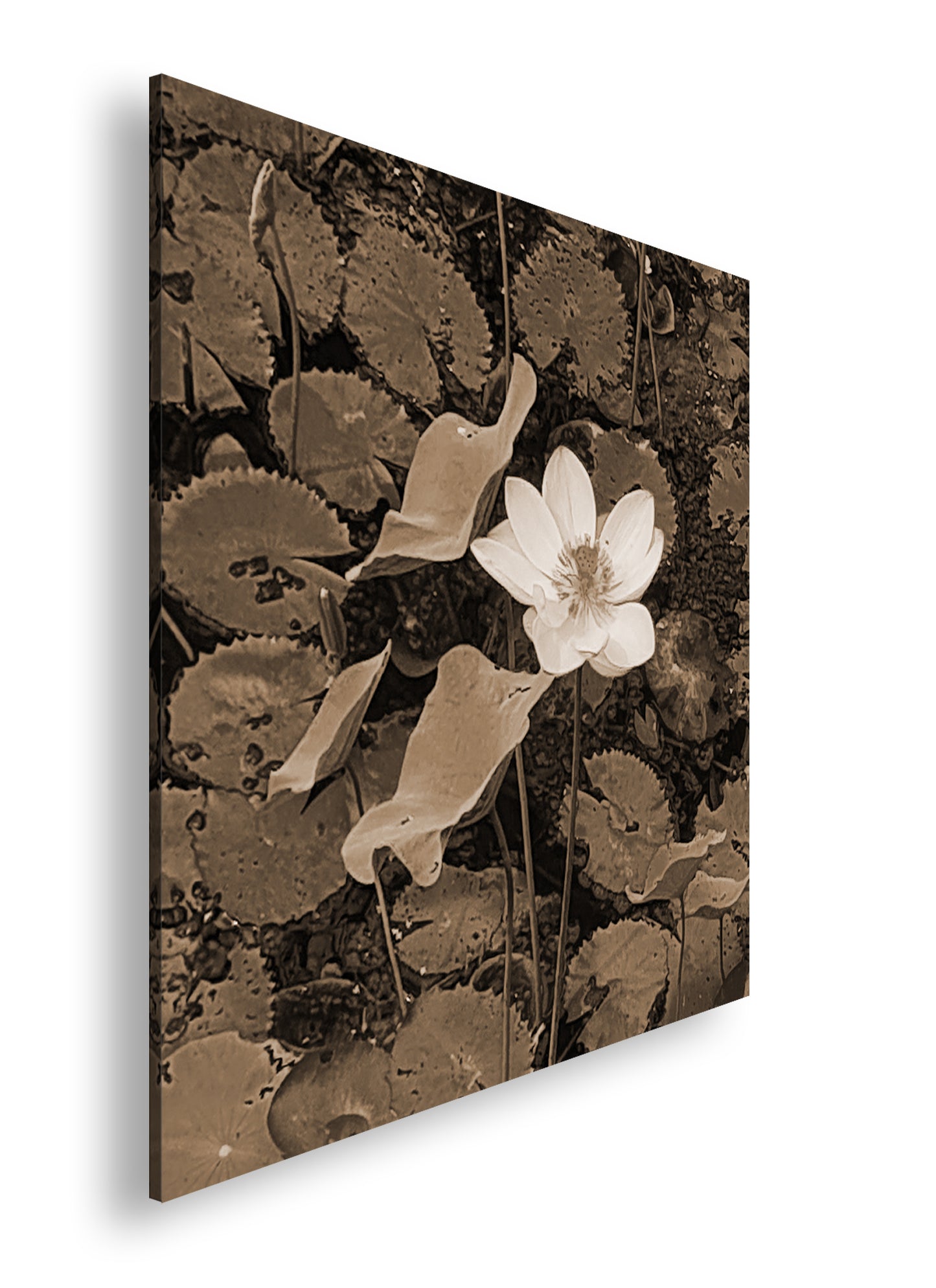 Hauptbild Sepia Quadratisch