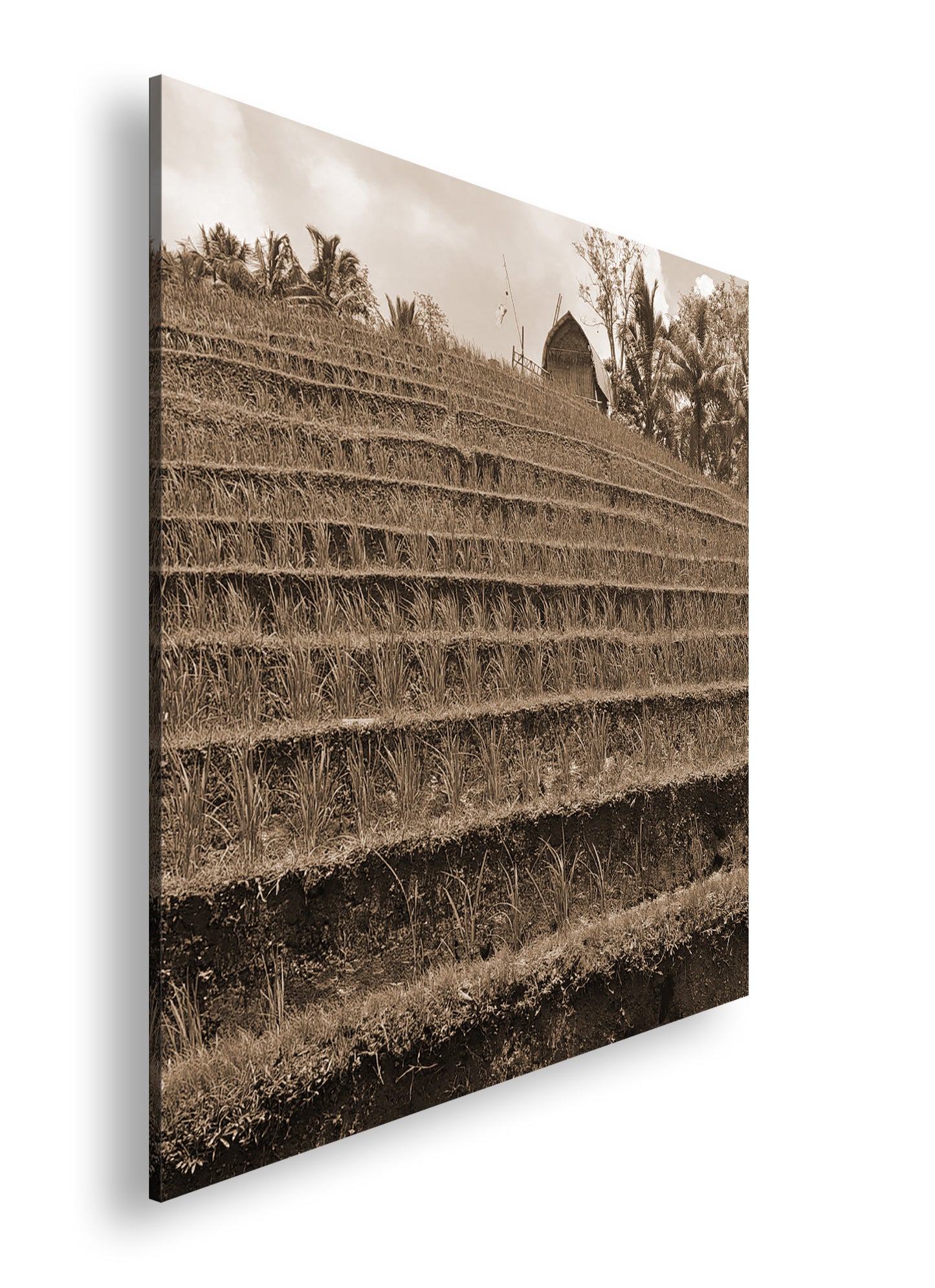 Hauptbild Sepia Quadratisch