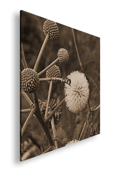 Hauptbild Sepia Quadratisch