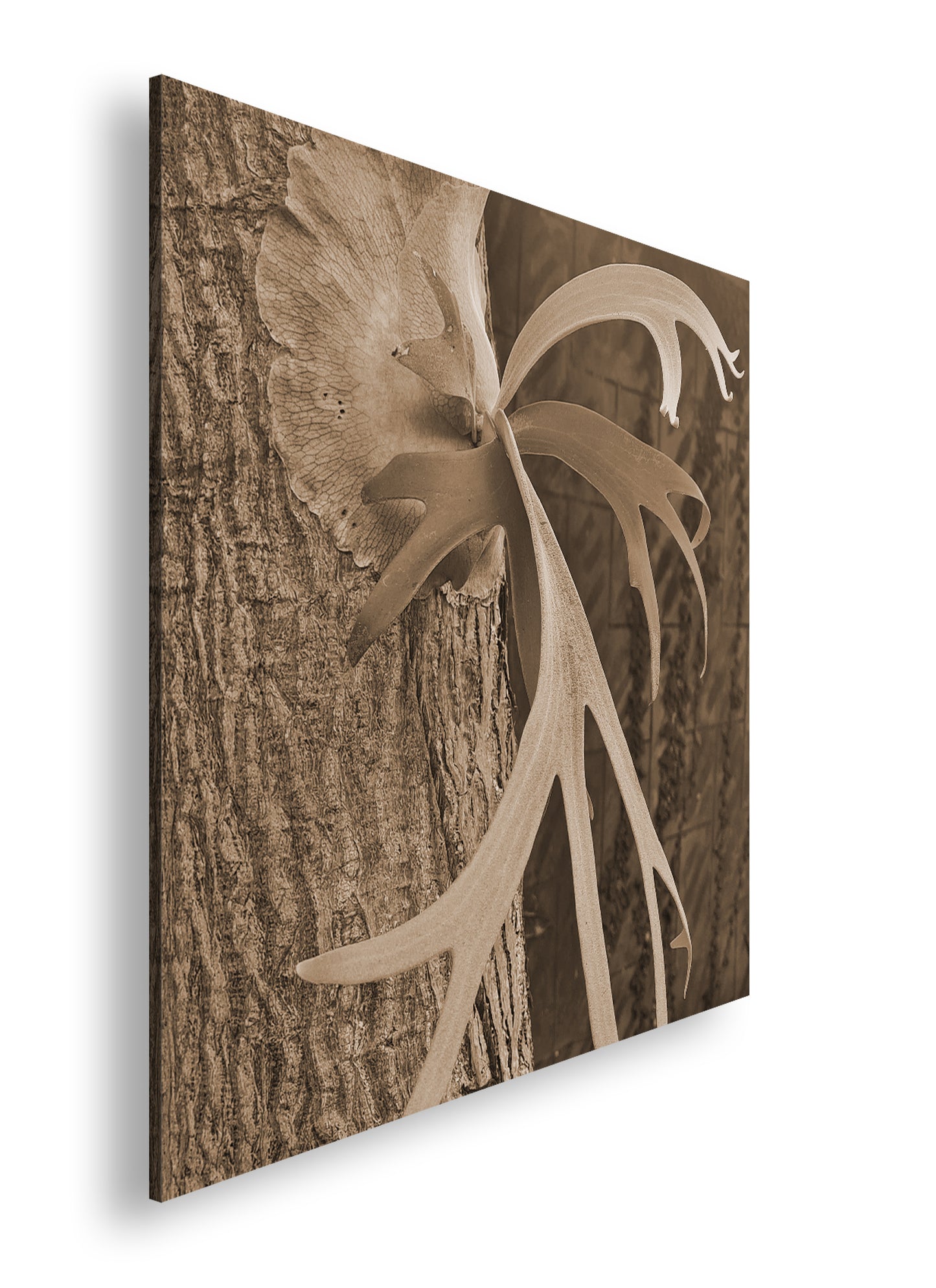 Hauptbild Sepia Quadratisch