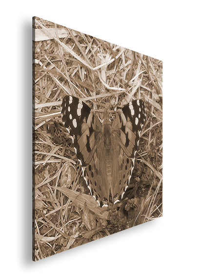 Hauptbild Sepia Quadratisch