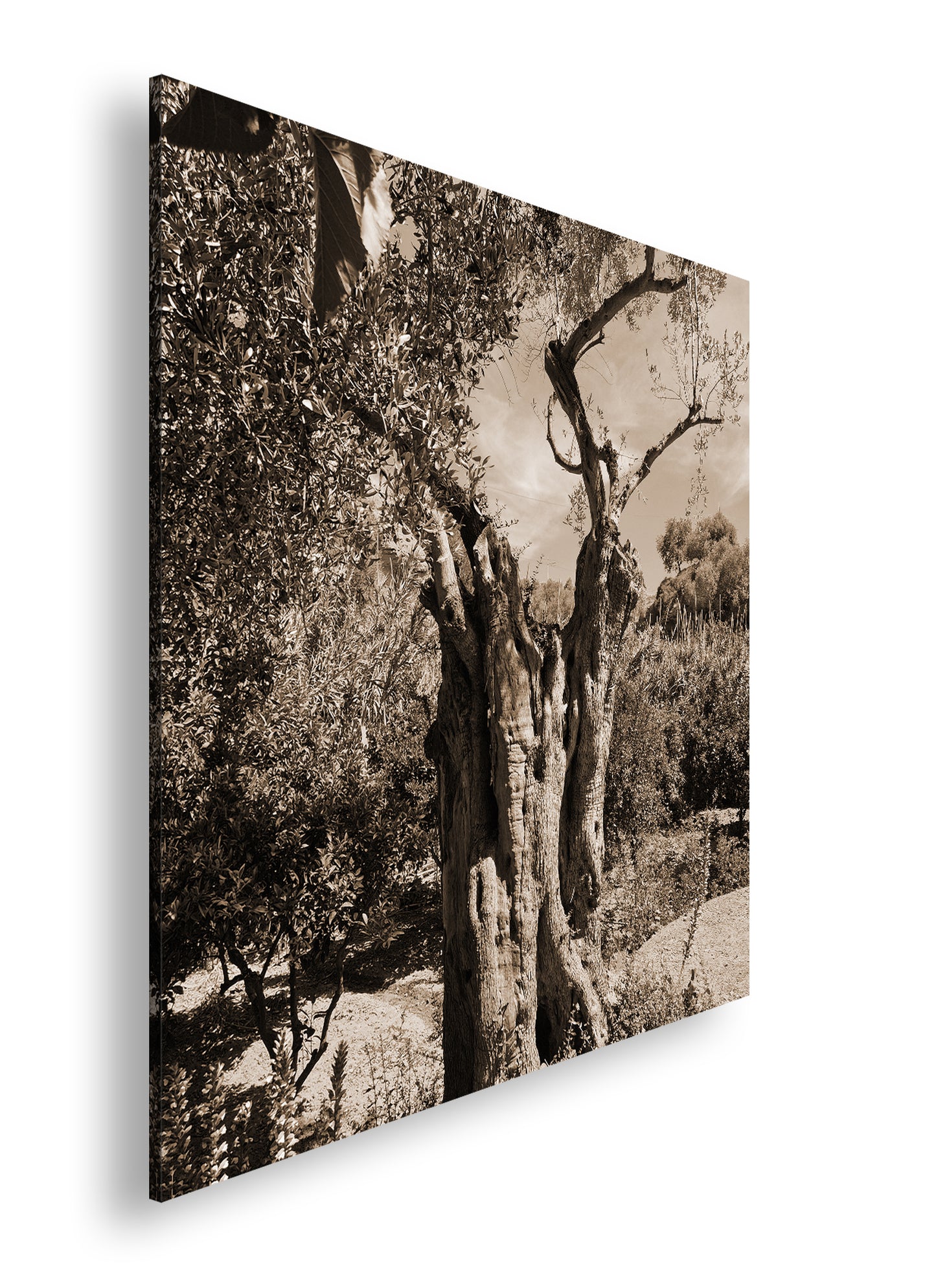 Hauptbild Sepia Quadratisch