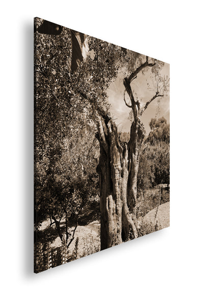 Hauptbild Sepia Quadratisch